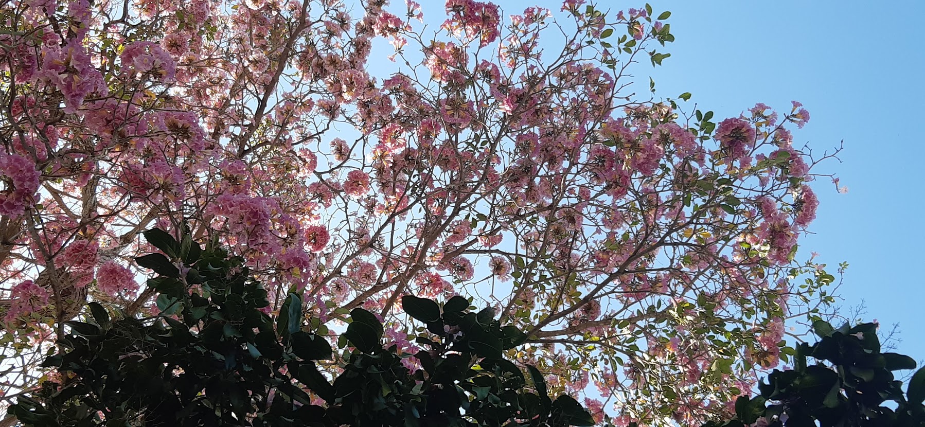 El makulís Tabebuia rosea Divulgacion Científica ENES Mérida