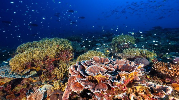 En busca del coral…icolido