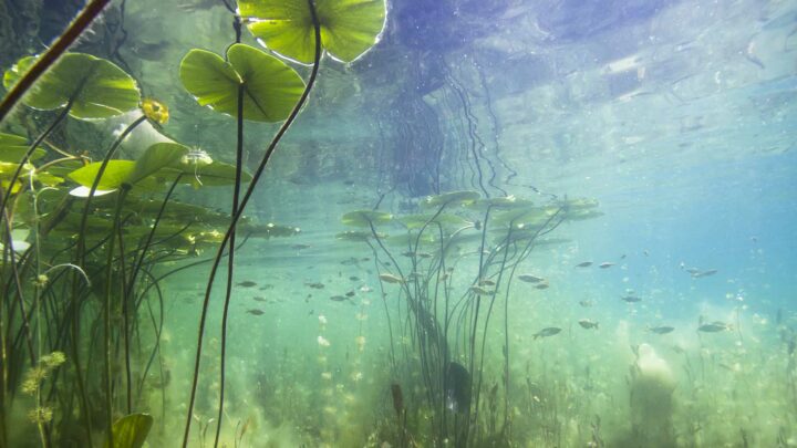 Un viaje por las prácticas de campo de Ciencias de la Tierra desde una perspectiva ambiental y acuática