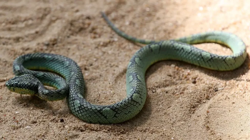 Trimeresurus trigonocephalus - Facts, Diet, Habitat & Pictures on Animalia.bio