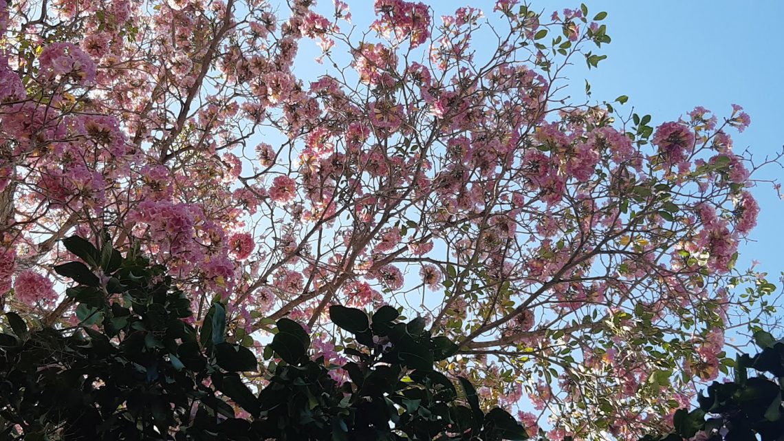 El makulís (Tabebuia rosea)