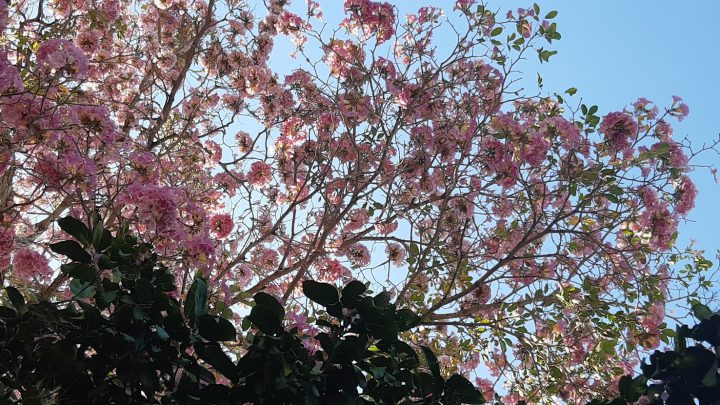 El makulís (Tabebuia rosea)