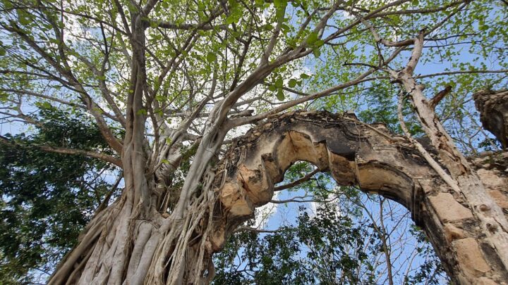 Una breve mirada socioecológica a la Reserva Ecológica de Cuxtal Mérida, Yucatán