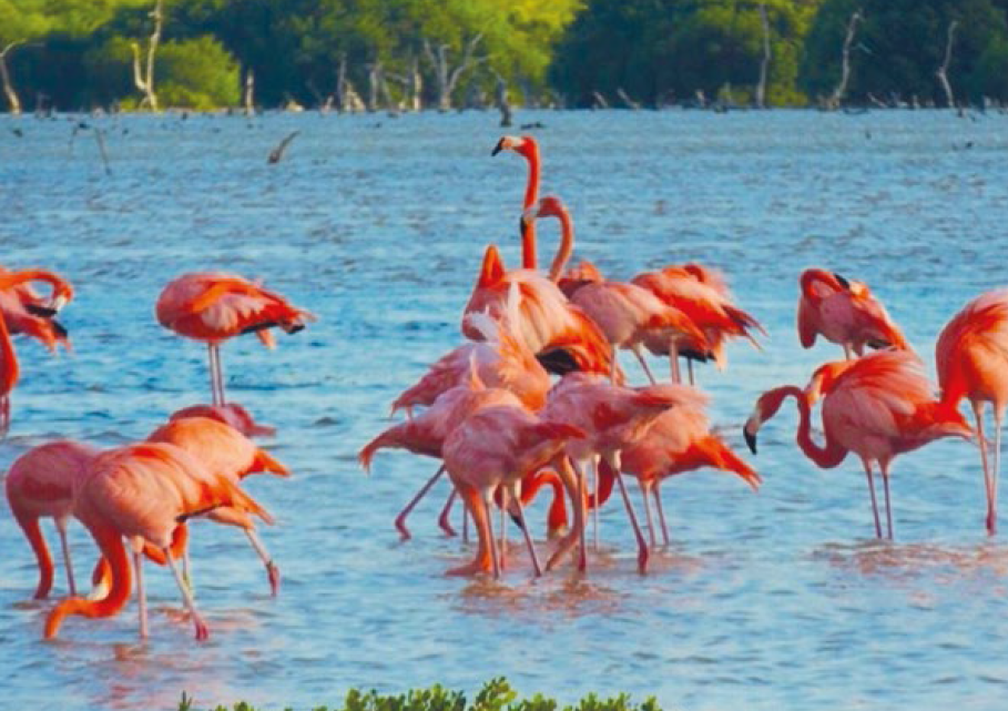 ¿Cuál es el valor económico del manglar ante el cambio climático?