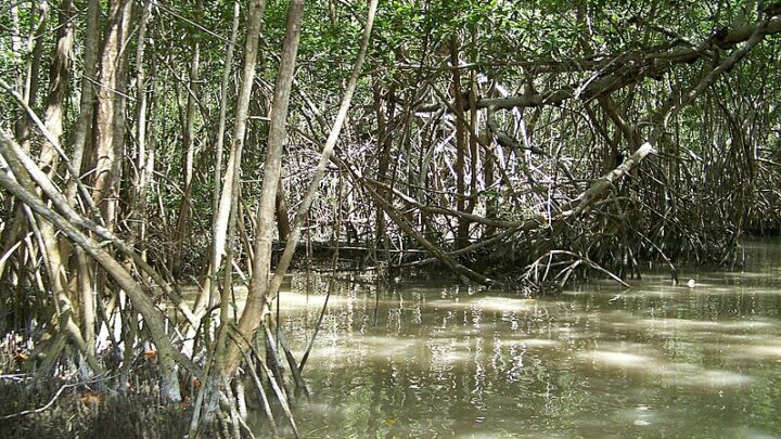 Redes Bayesianas y riesgo costero: evaluación de la vulnerabilidad y la conservación de Ecosistemas en México