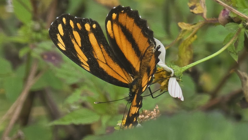 Ecocuento: La caza de las mariposas